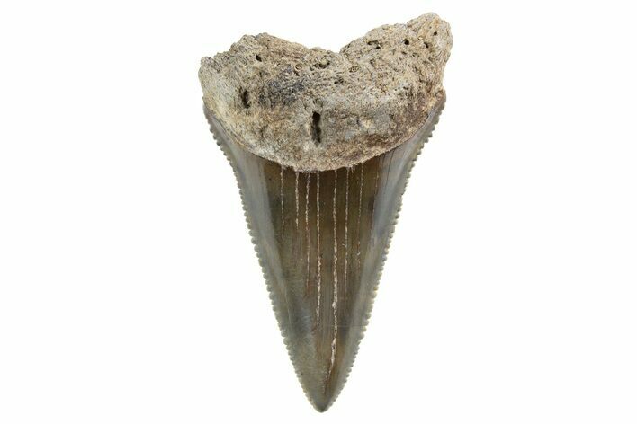 Serrated, Fossil Great White Shark Tooth - South Carolina #347035